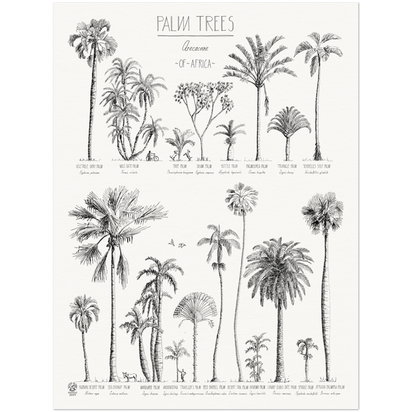 Modern, black and white poster (45x60cm / 18x24“) of Palm trees native to Asia. Scientific and English names. Quality print of hand drawn palm trees, drawn in black ink with loads of details.