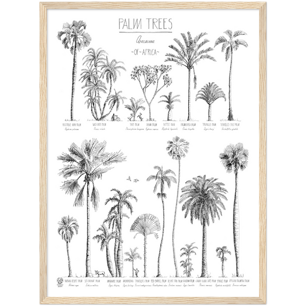 Modern, black and white poster (45x60cm / 18x24“) of Palm trees native to Africa. Scientific and English names. Quality print of hand drawn palm trees, drawn in black ink with loads of details. Comes in a natural wooden frame, ready to hang.
