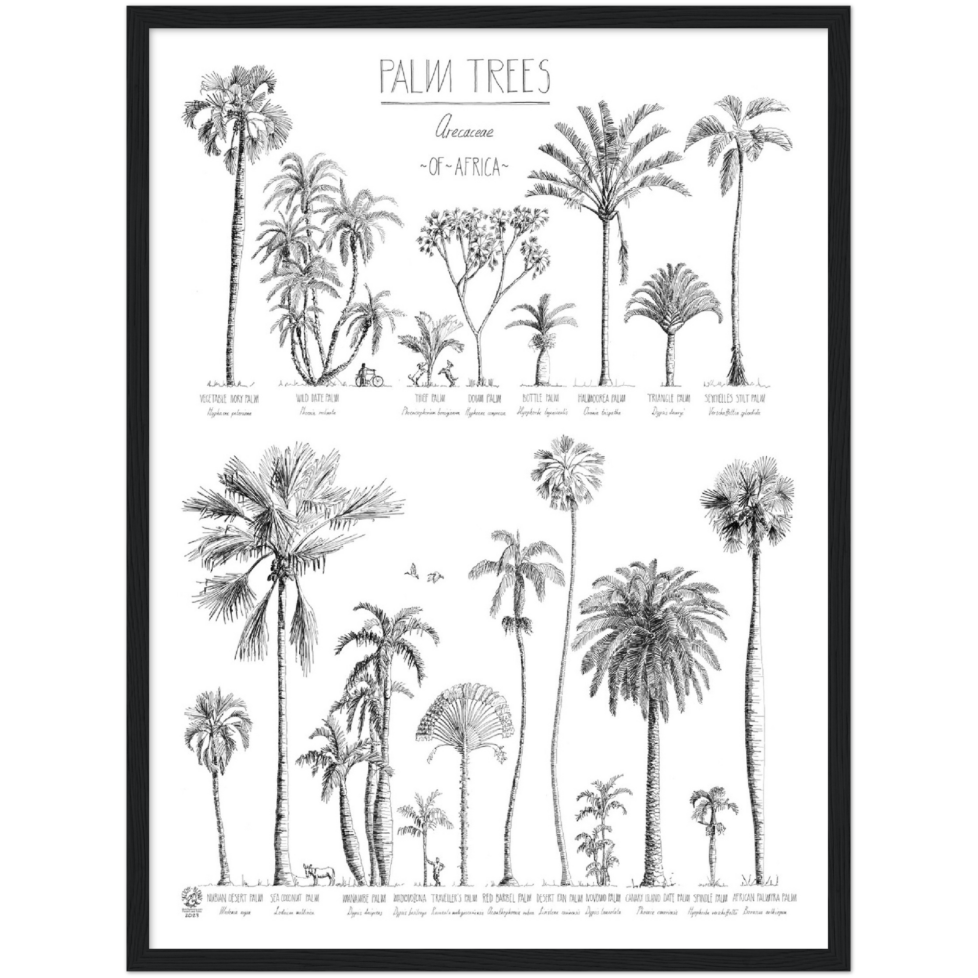 Modern, black and white poster (45x60cm / 18x24“) of Palm trees native to Africa. Scientific and English names. Quality print of hand drawn palm trees, drawn in black ink with loads of details. Comes in a black wooden frame, ready to hang.