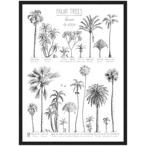 Modern, black and white poster (45x60cm / 18x24“) of Palm trees native to Africa. Scientific and English names. Quality print of hand drawn palm trees, drawn in black ink with loads of details. Comes in a black wooden frame, ready to hang.