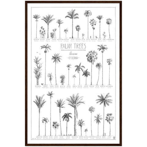 Modern, black and white poster (60x90cm / 24x36“) of Palm trees native to Oceania with all its islands and atolls. Scientific and English names. Quality print of hand drawn palm trees, drawn in black ink with details and animals for size comparison. Dark wooden frame, ready to hang.