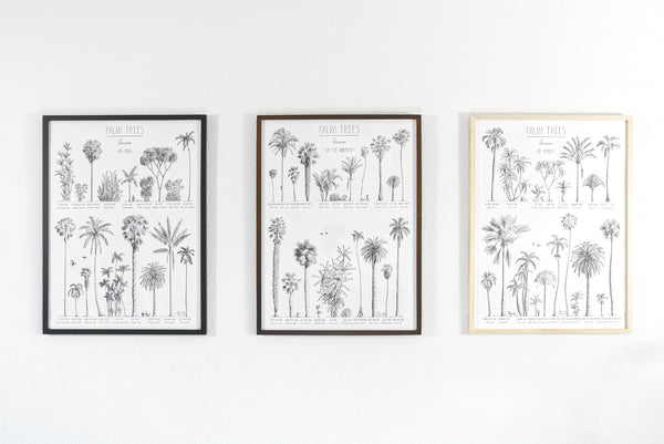 Example set of tree, modern, black and white poster (45x60cm / 18x24“) of Palm trees. Scientific and English names. Quality print of hand drawn palm trees, drawn in black ink with loads of details. Showing all options of frames.