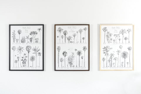Example set of tree, modern, black and white poster (45x60cm / 18x24“) of Palm trees. Scientific and English names. Quality print of hand drawn palm trees, drawn in black ink with loads of details. Showing all options of frames.
