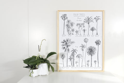 Modern, black and white poster (45x60cm / 18x24“) of Palm trees native to Africa. Scientific and English names. Quality print of hand drawn palm trees, drawn in black ink with loads of details. Comes in a natural wooden frame.