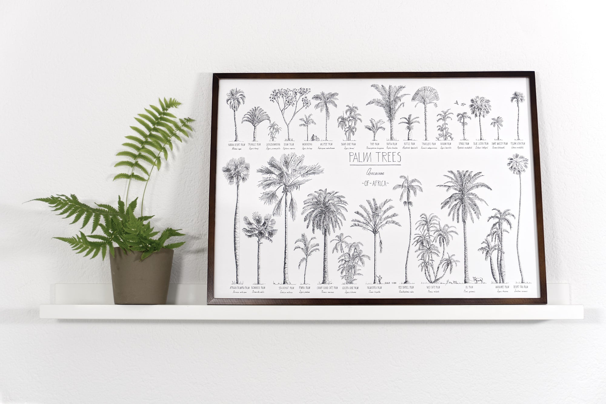 Modern, black and white poster (70x50cm / 28x20“) of Palm trees native to Africa. Scientific and English names. Quality print of hand drawn palm trees, drawn in black ink with loads of details. Dark wooden frame.