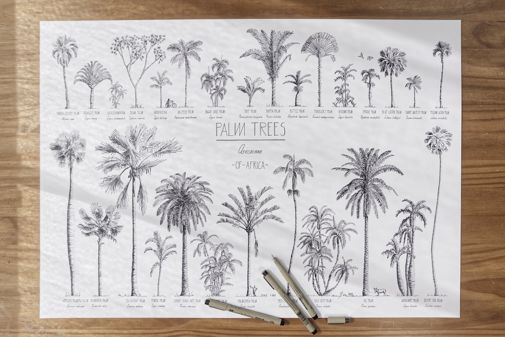 Modern, black and white poster (70x50cm / 28x20“) of Palm trees native to Africa. Scientific and English names. Quality print of hand drawn palm trees, drawn in black ink with loads of details. Poster in workshop.