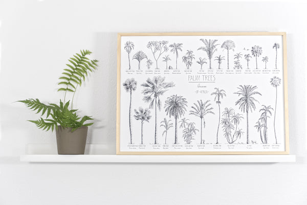 Modern, black and white poster (70x50cm / 28x20“) of Palm trees native to Africa. Scientific and English names. Quality print of hand drawn palm trees, drawn in black ink with loads of details. Natural wood frame.
