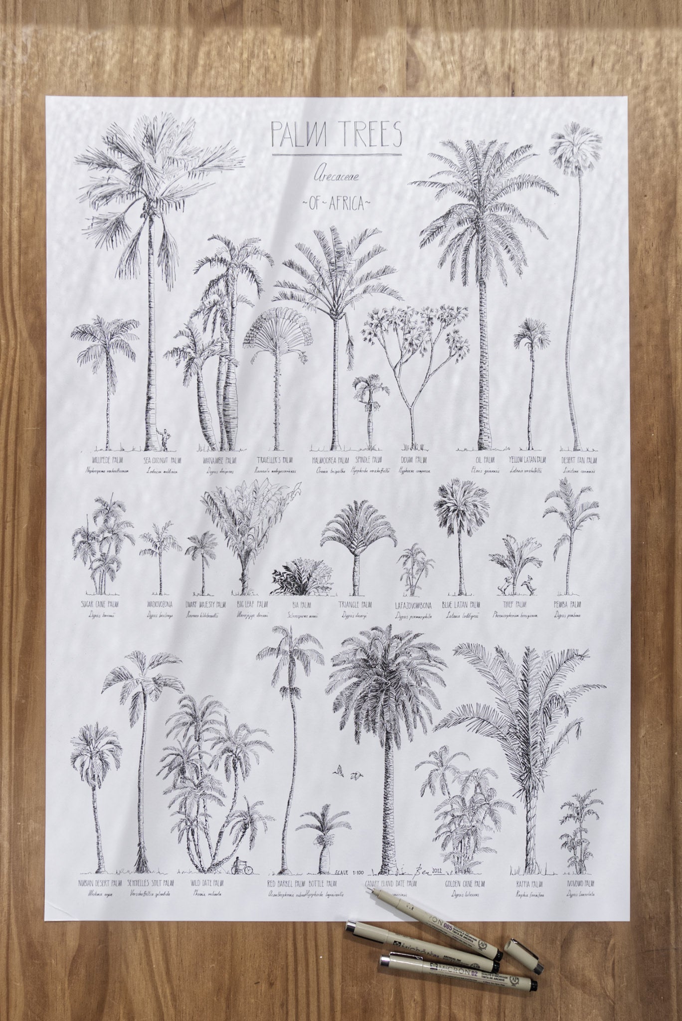 Modern, black and white poster (50x70cm / 20x28“) of Palm trees native to Africa. Scientific and English names. Quality print of hand drawn palm trees, drawn in black ink with loads of details. Poster in workshop.
