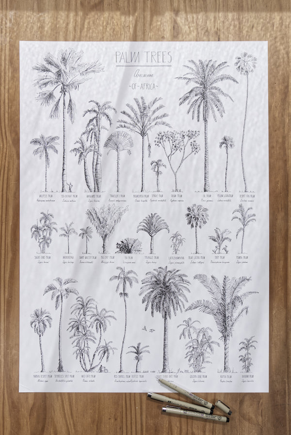 Modern, black and white poster (50x70cm / 20x28“) of Palm trees native to Africa. Scientific and English names. Quality print of hand drawn palm trees, drawn in black ink with loads of details. Poster in workshop.