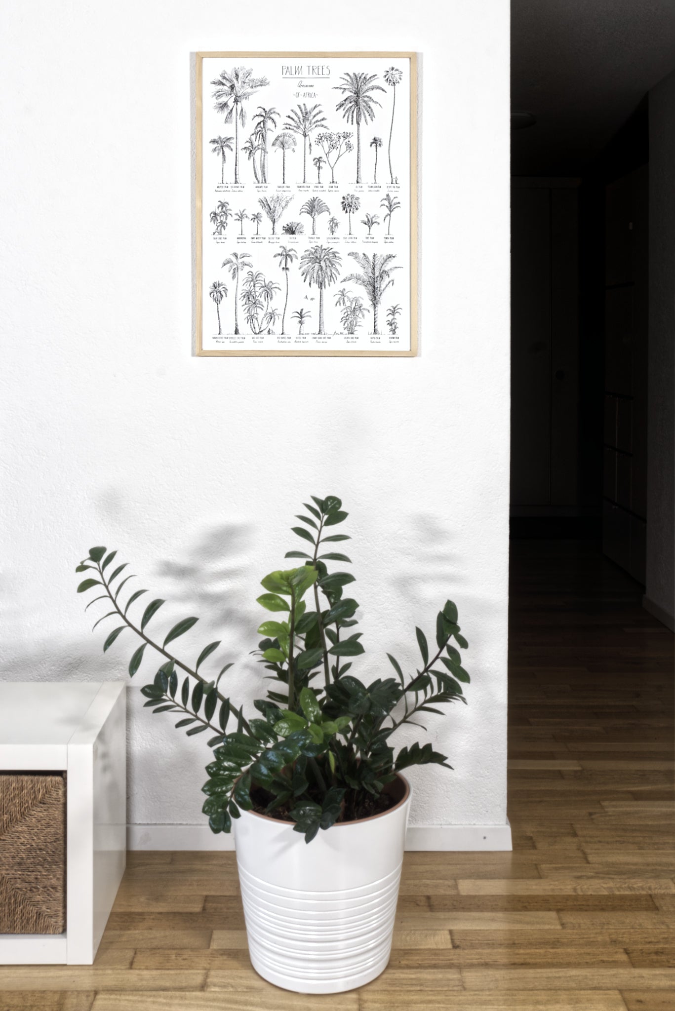 Modern, black and white poster (50x70cm / 20x28“) of Palm trees native to Africa. Scientific and English names. Quality print of hand drawn palm trees, drawn in black ink with loads of details. Natural wood frame.