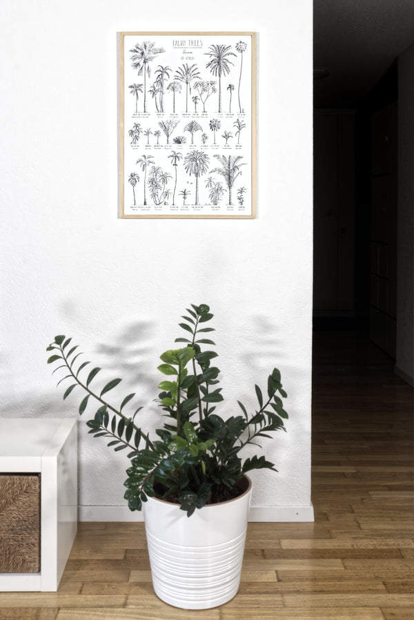 Modern, black and white poster (50x70cm / 20x28“) of Palm trees native to Africa. Scientific and English names. Quality print of hand drawn palm trees, drawn in black ink with loads of details. Natural wood frame.