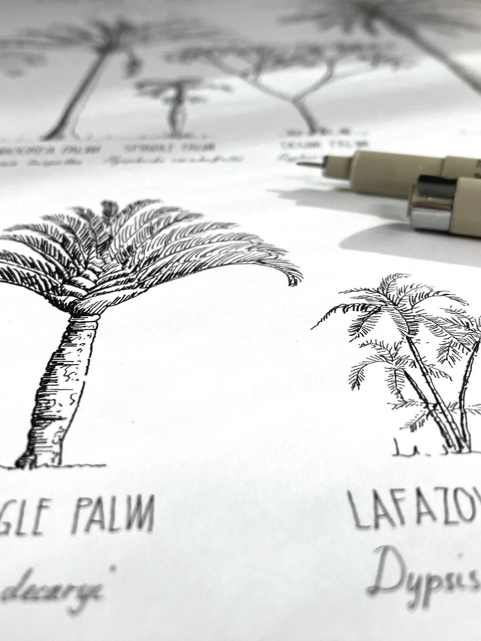 Modern, black and white poster (60x90cm / 24x36“) of Palm trees native to Africa. Scientific and English names. Quality print of hand drawn palm trees, drawn in black ink with loads of details. Close up of ink drawings.