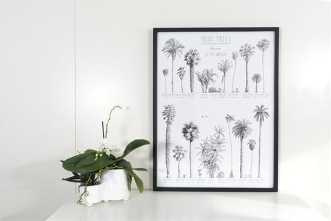 Modern, black and white poster (45x60cm / 18x24“) of Palm trees native to North and South America and the Caribbean. Scientific and English names. Quality print of hand drawn palm trees, detailed drawings in black ink. Framed in a black wooden frame.