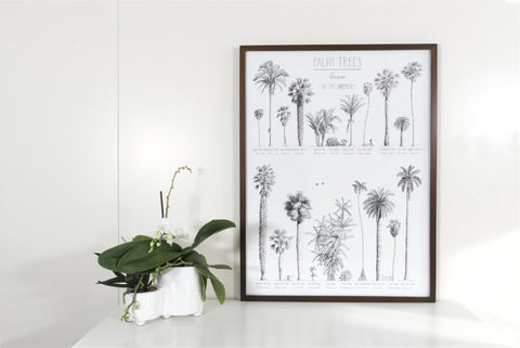 Modern, black and white poster (45x60cm / 18x24“) of Palm trees native to North and South America and the Caribbean. Scientific and English names. Quality print of hand drawn palm trees, detailed drawings in black ink. Framed in a dark wooden frame.