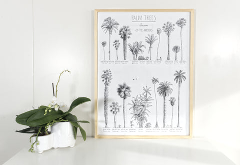 Modern, black and white poster (45x60cm / 18x24“) of Palm trees native to North and South America and the Caribbean. Scientific and English names. Quality print of hand drawn palm trees, detailed drawings in black ink. Framed in a natural wooden frame.