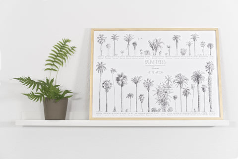 Modern, black and white poster (70x50cm / 28x20“) of Palm trees native to North and South America and the Caribbean. Scientific and English names. Quality print of hand drawn palm trees, detailed drawings in black ink. Natural wood frame.