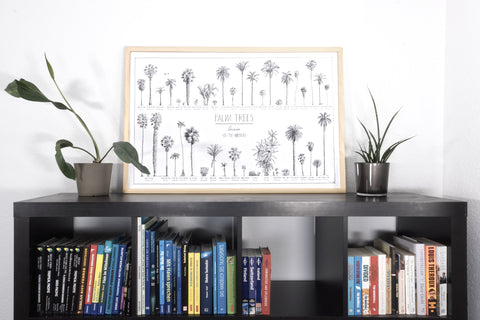 Modern, black and white poster (90x60cm / 36x24") of Palm trees native to North and South America and the Caribbean. Scientific and English names. Quality print of hand drawn palm trees, detailed drawings in black ink. Natural wood frame.