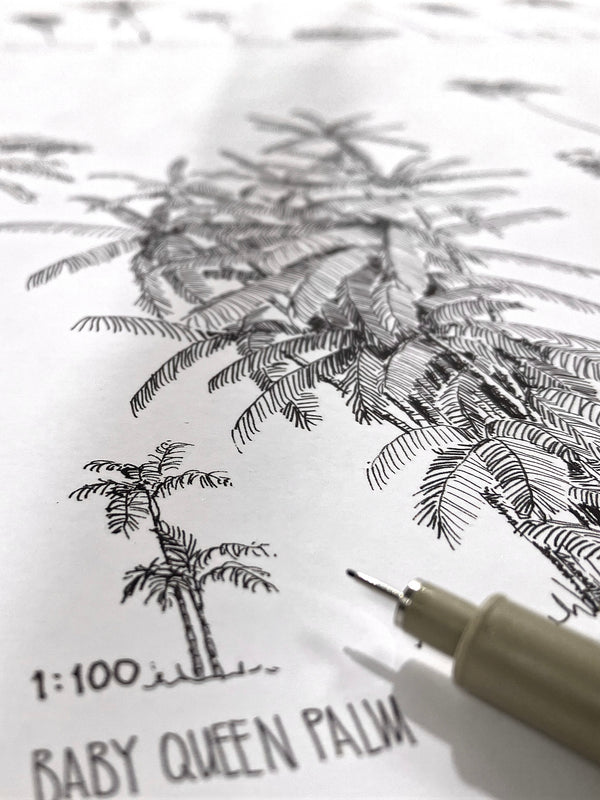 Modern, black and white poster (60x90cm / 24x36“) of Palm trees native to North and South America and the Caribbean. Scientific and English names. Quality print of hand drawn palm trees, detailed drawings in black ink. Close up of the artwork.