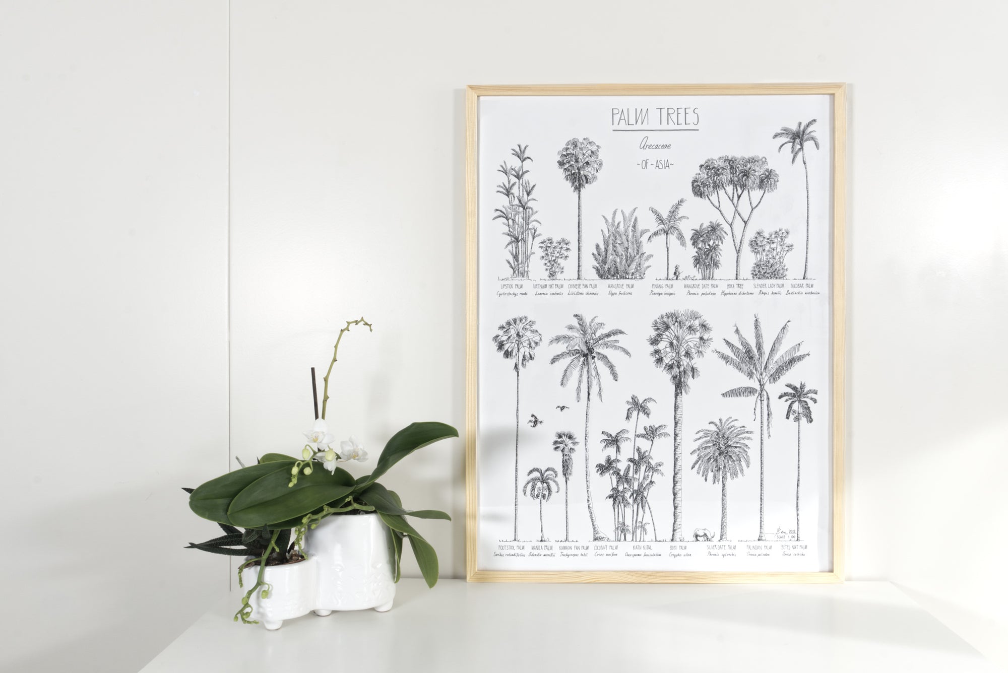 Modern, black and white poster (45x60cm / 18x24“) of Palm trees native to Asia. Scientific and English names. Quality print of hand drawn palm trees, drawn in black ink with loads of details. Natural wooden frame included.