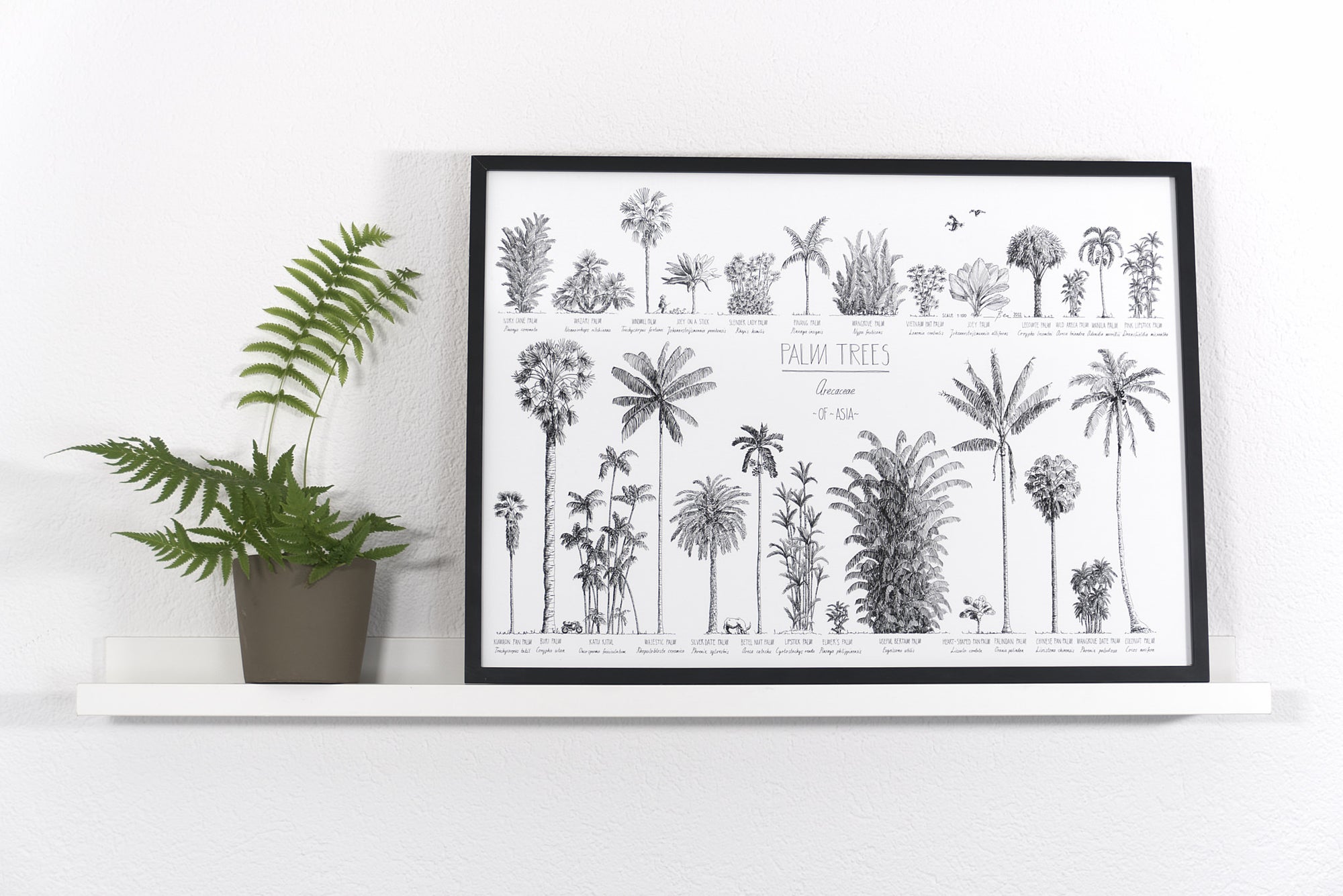 Modern, black and white poster (70x50cm / 28x20“) of Palm trees native to Asia. Scientific and English names. Quality print of hand drawn palm trees, drawn in black ink with loads of details. Black wooden frame.