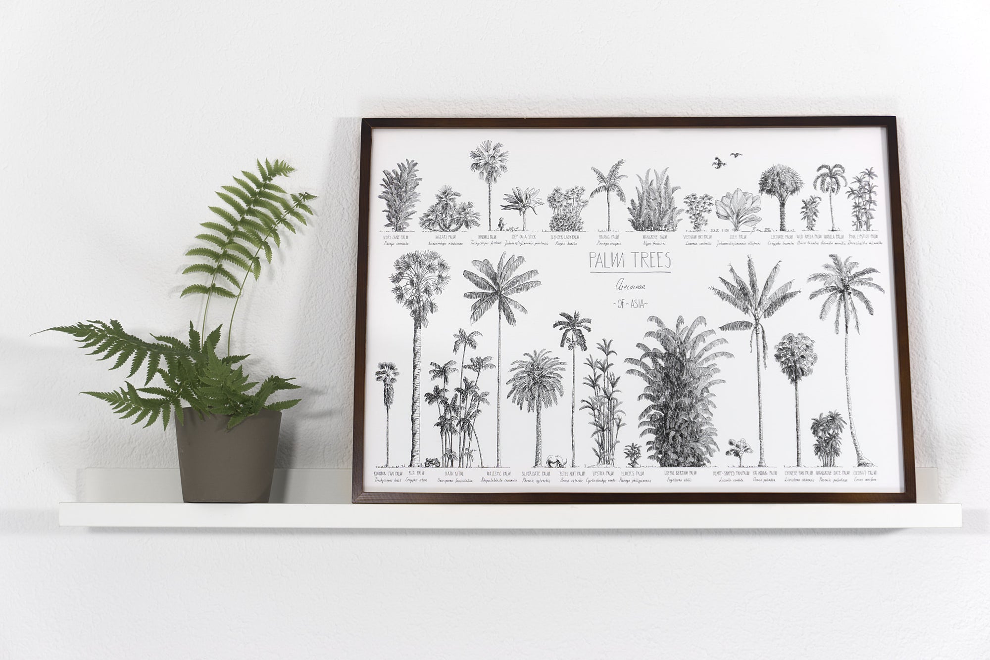 Modern, black and white poster (70x50cm / 28x20“) of Palm trees native to Asia. Scientific and English names. Quality print of hand drawn palm trees, drawn in black ink with loads of details. Dark wooden frame.