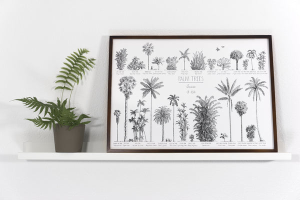 Modern, black and white poster (70x50cm / 28x20“) of Palm trees native to Asia. Scientific and English names. Quality print of hand drawn palm trees, drawn in black ink with loads of details. Dark wooden frame.