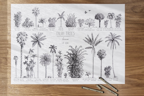 Modern, black and white poster (70x50cm / 28x20“) of Palm trees native to Asia. Scientific and English names. Quality print of hand drawn palm trees, drawn in black ink with loads of details. Artwork in workshop.