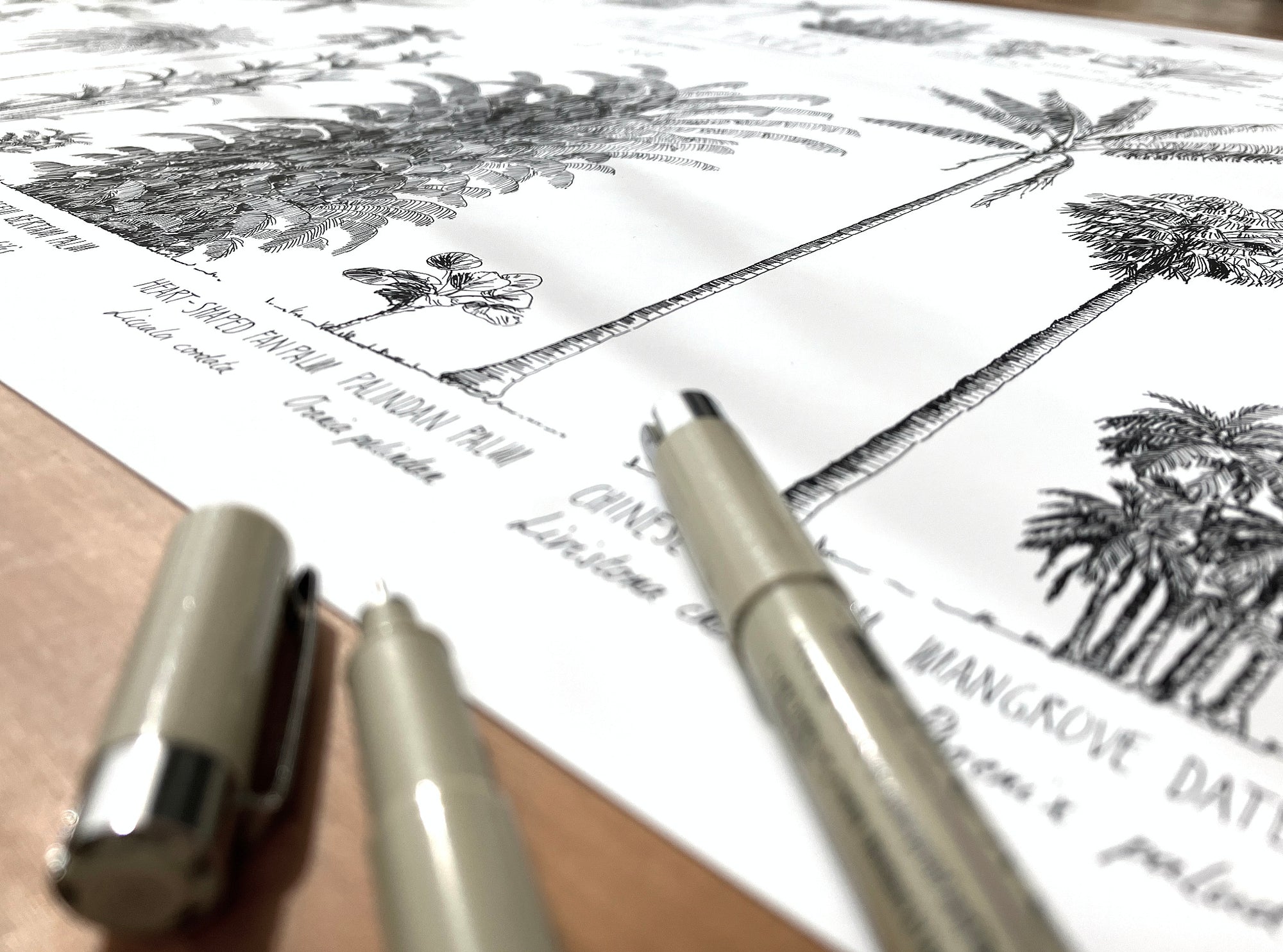 Modern, black and white poster (70x50cm / 28x20“) of Palm trees native to Asia. Scientific and English names. Quality print of hand drawn palm trees, drawn in black ink with loads of details. Close up of ink drawings.