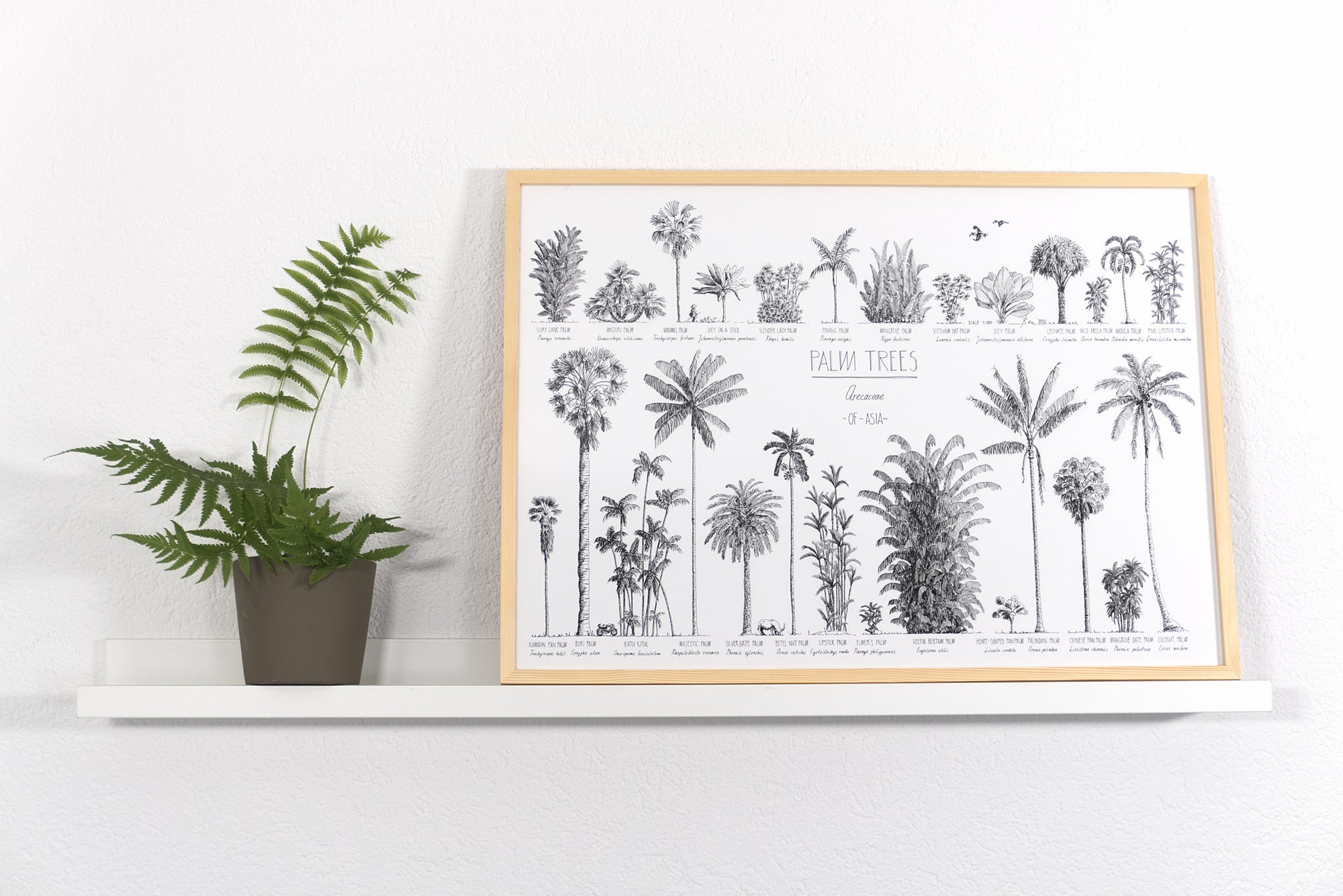 Modern, black and white poster (70x50cm / 28x20“) of Palm trees native to Asia. Scientific and English names. Quality print of hand drawn palm trees, drawn in black ink with loads of details. Natural wood frame.