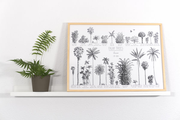 Modern, black and white poster (70x50cm / 28x20“) of Palm trees native to Asia. Scientific and English names. Quality print of hand drawn palm trees, drawn in black ink with loads of details. Natural wood frame.