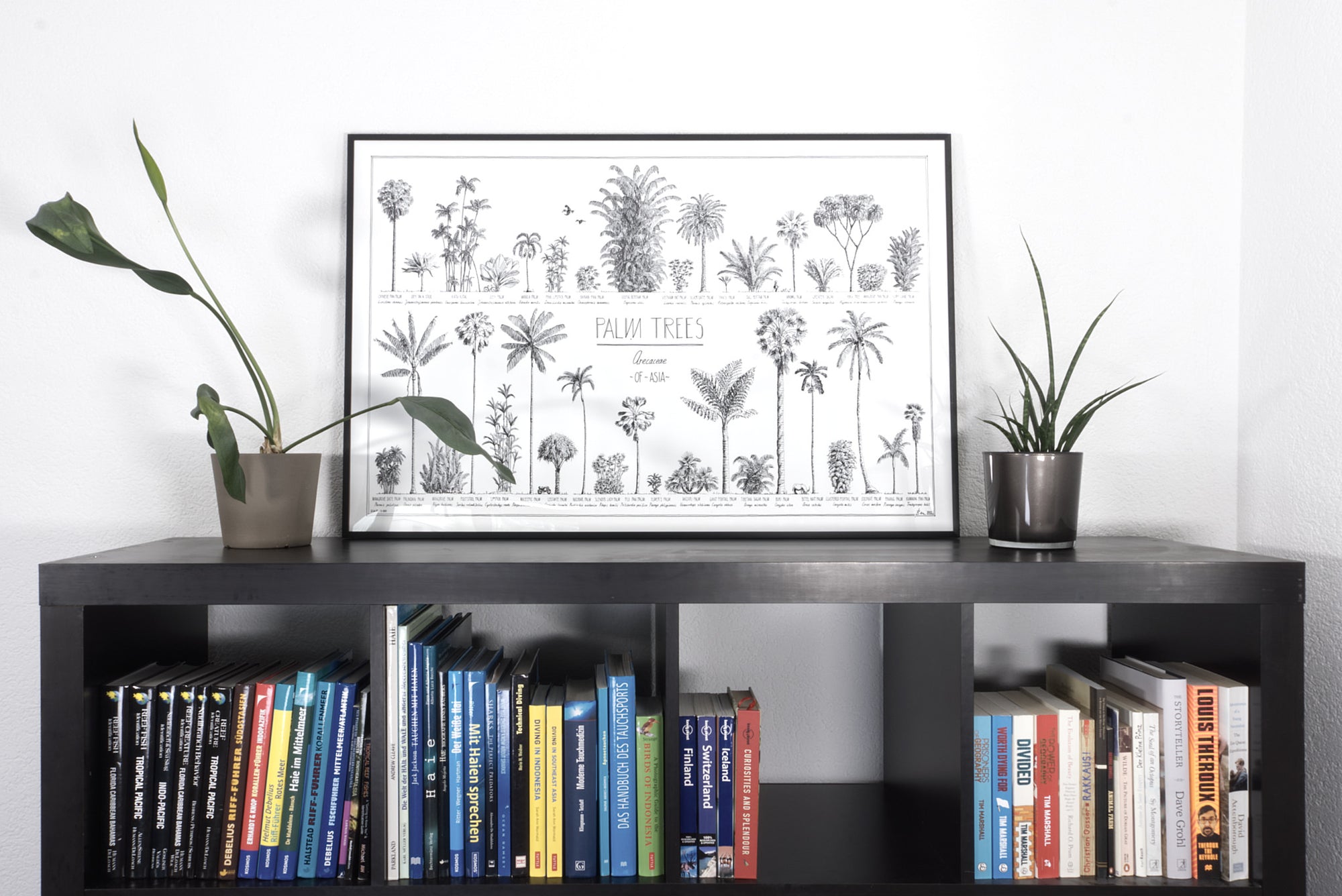 Modern, black and white poster (90x60cm / 36x24") of Palm trees native to Asia. Scientific and English names. Quality print of hand drawn palm trees, drawn in black ink with loads of details. Black wooden frame.