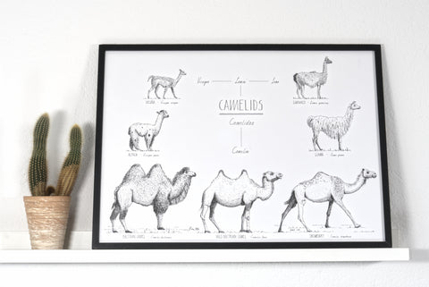 Modern, black and white poster (70x50cm / 28x20") of Camels, Alpacas, Llamas and their relatives. Quality print of hand drawn animals. Black wooden frame.