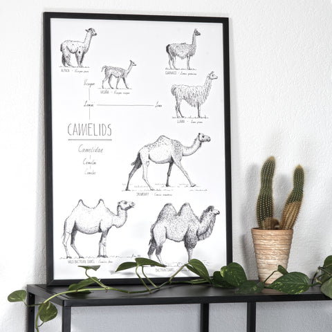 Modern, black and white poster (50x70cm / 20x28") of Camels, Alpacas, Llamas and their relatives. Quality print of hand drawn animals. Black wooden frame.