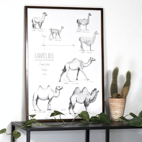 Modern, black and white poster (50x70cm / 20x28") of Camels, Alpacas, Llamas and their relatives. Quality print of hand drawn animals. Dark wooden frame.