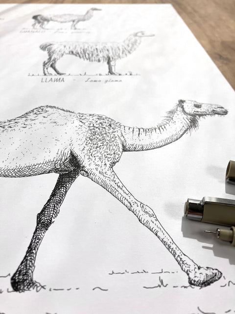 Modern, black and white poster (50x70cm / 20x28") of Camels, Alpacas, Llamas and their relatives. Quality print of hand drawn animals. Detail of the ink linework.
