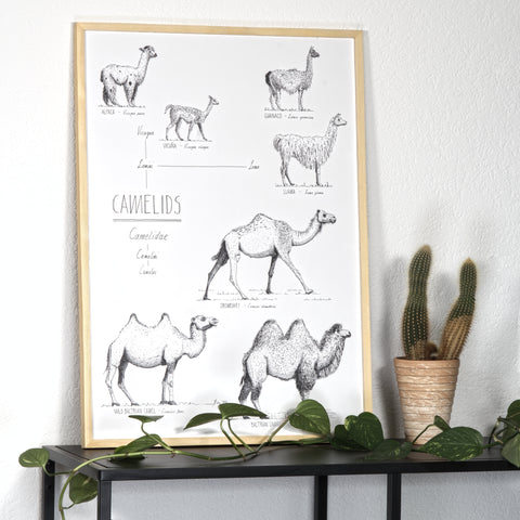 Modern, black and white poster (50x70cm / 20x28") of Camels, Alpacas, Llamas and their relatives. Quality print of hand drawn animals. Natural finish wood frame.