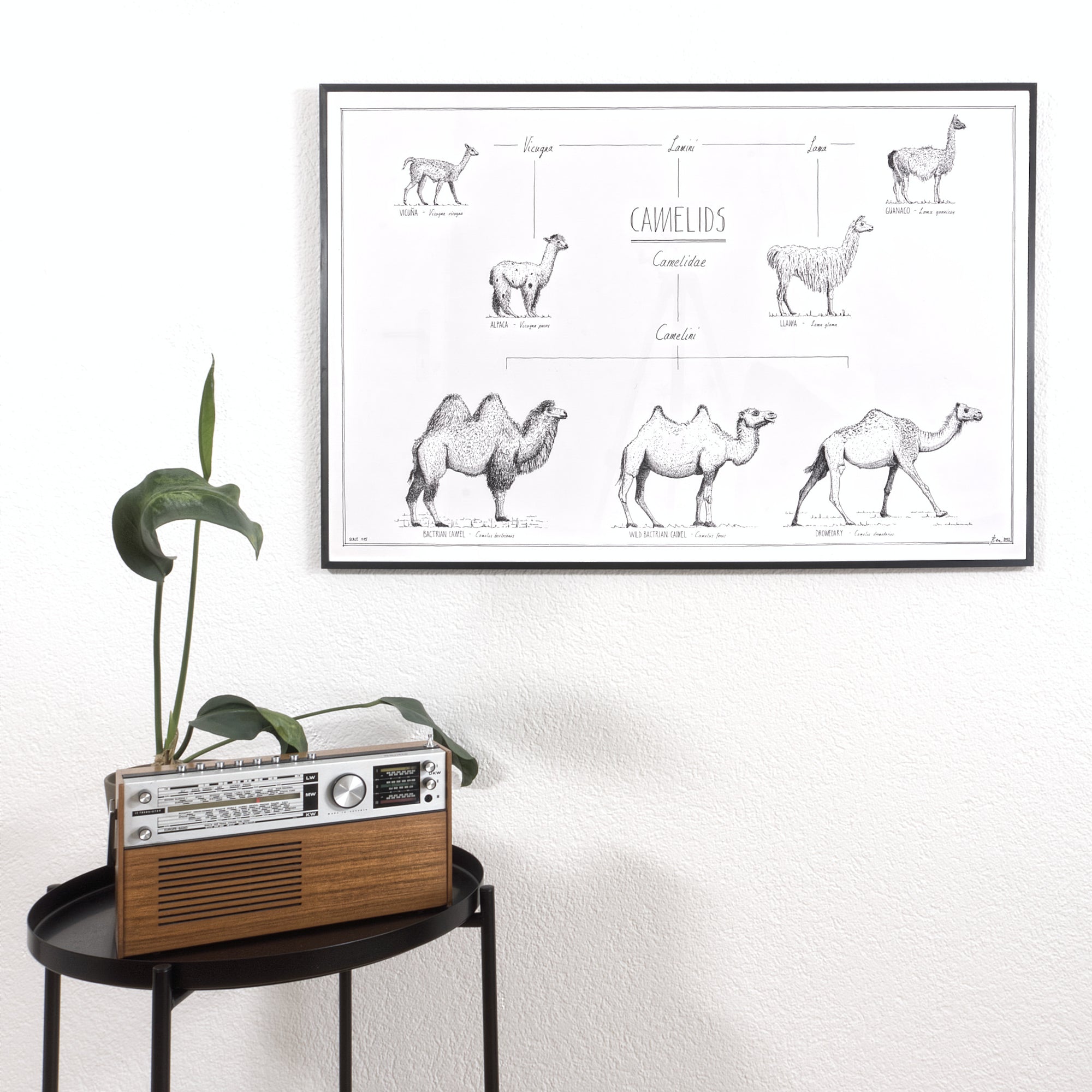 Modern, black and white poster (90x60cm / 36x24") of Camels, Alpacas, Llamas and their relatives. Quality print of hand drawn animals. Black wooden frame.