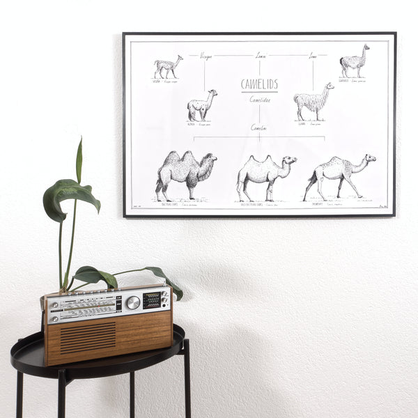 Modern, black and white poster (90x60cm / 36x24") of Camels, Alpacas, Llamas and their relatives. Quality print of hand drawn animals. Black wooden frame.