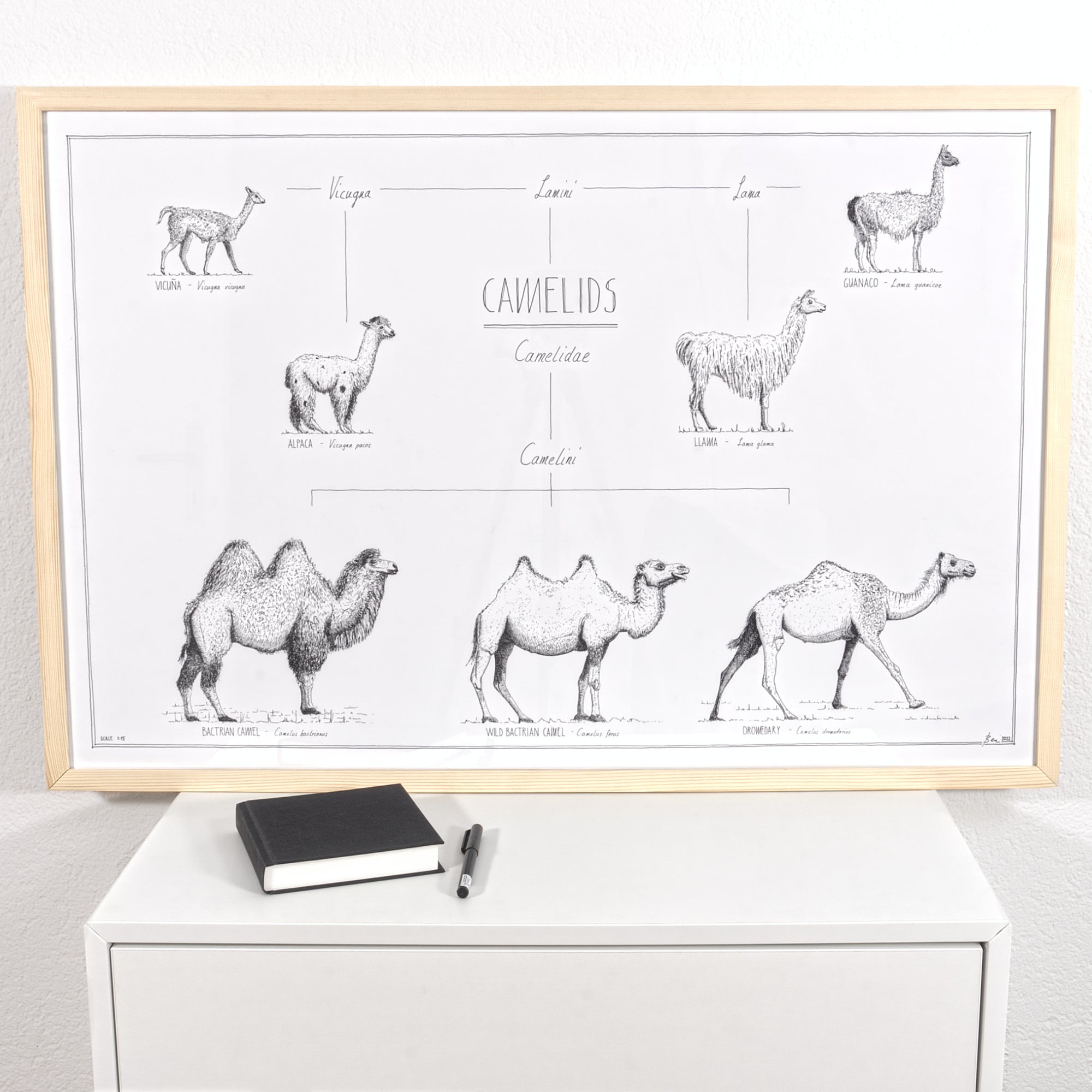Modern, black and white poster (90x60cm / 36x24") of Camels, Alpacas, Llamas and their relatives. Quality print of hand drawn animals. Natural finish wood frame.