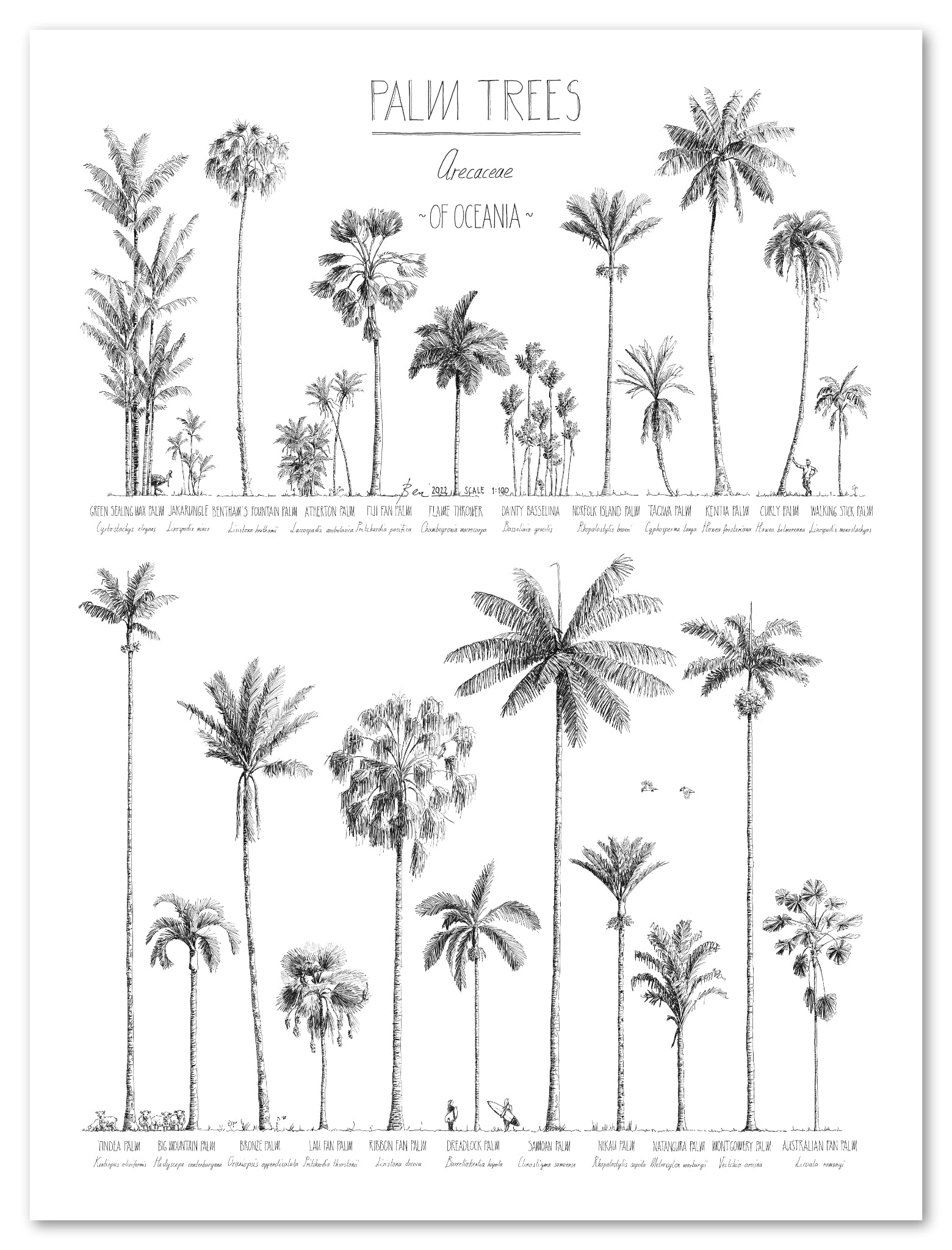 Modern, black and white poster (45x60cm / 18x24“) of Palm trees native to Oceania with all its islands and atolls. Scientific and English names. Quality print of hand drawn palm trees, drawn in black ink with details and animals for size comparison. Premium paper.