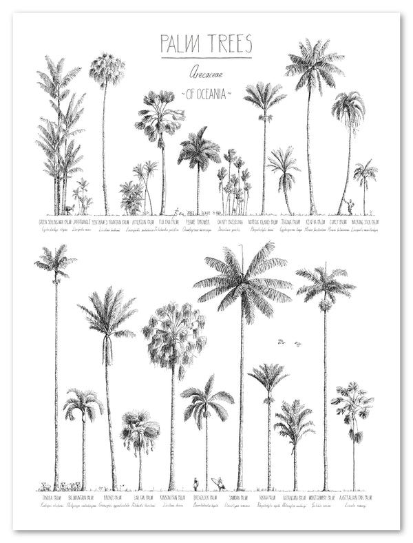 Modern, black and white poster (45x60cm / 18x24“) of Palm trees native to Oceania with all its islands and atolls. Scientific and English names. Quality print of hand drawn palm trees, drawn in black ink with details and animals for size comparison. Premium paper.