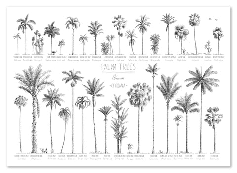 Palms Trees of Oceania, poster 70x50cm / 28x20"