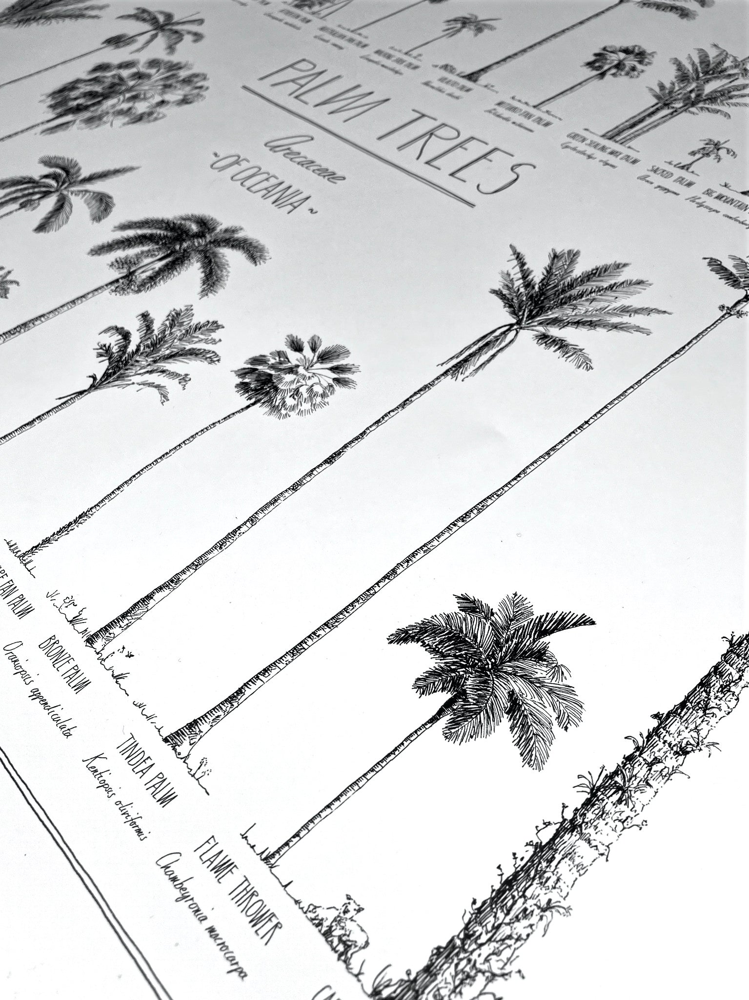 Close-up of a poster. Details of the beautiful hand-drawn trees and hand-lettering.