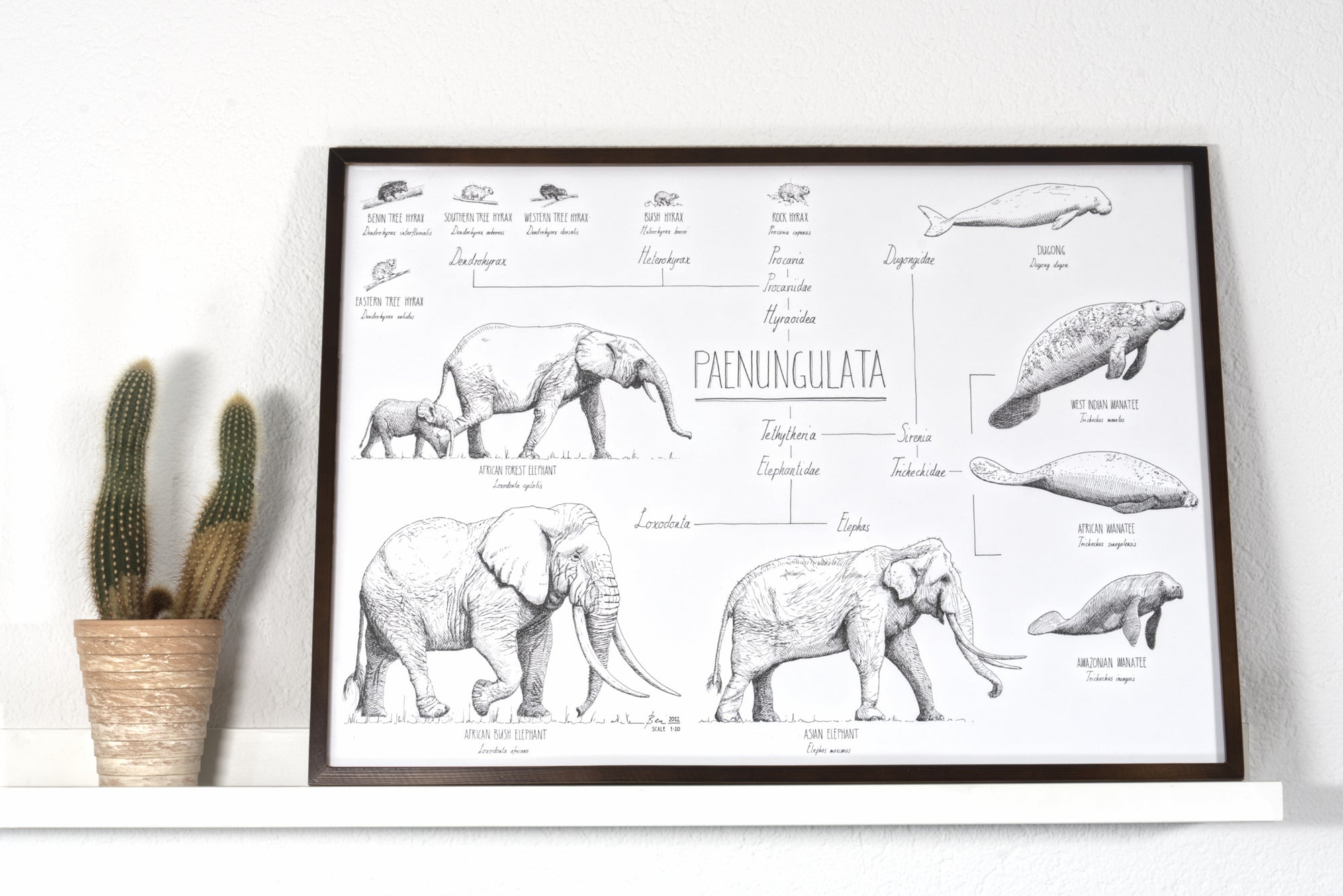 Modern, black and white poster (70x50cm / 28x20“) of Paenungulata, Elephants, Sirens and Hyraxes. Scientific names and classification. Quality print of hand drawn animals. Dark wooden frame.