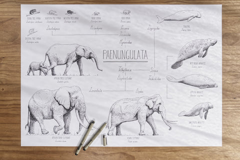 Modern, black and white poster (70x50cm / 28x20“) of Paenungulata, Elephants, Sirens and Hyraxes. Scientific names and classification. Quality print of hand drawn animals. Poster in workshop.