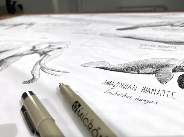 Modern, black and white poster (70x50cm / 28x20“) of Paenungulata, Elephants, Sirens and Hyraxes. Scientific names and classification. Quality print of hand drawn animals. Detail of the ink drawing.