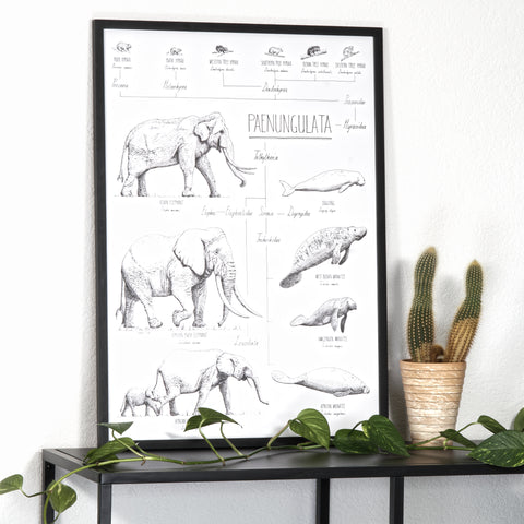 Modern, black and white poster (50x70cm / 20x28“) of Paenungulata, Elephants, Sirens and Hyraxes. Scientific names and classification. Quality print of hand drawn animals. Black wooden frame.