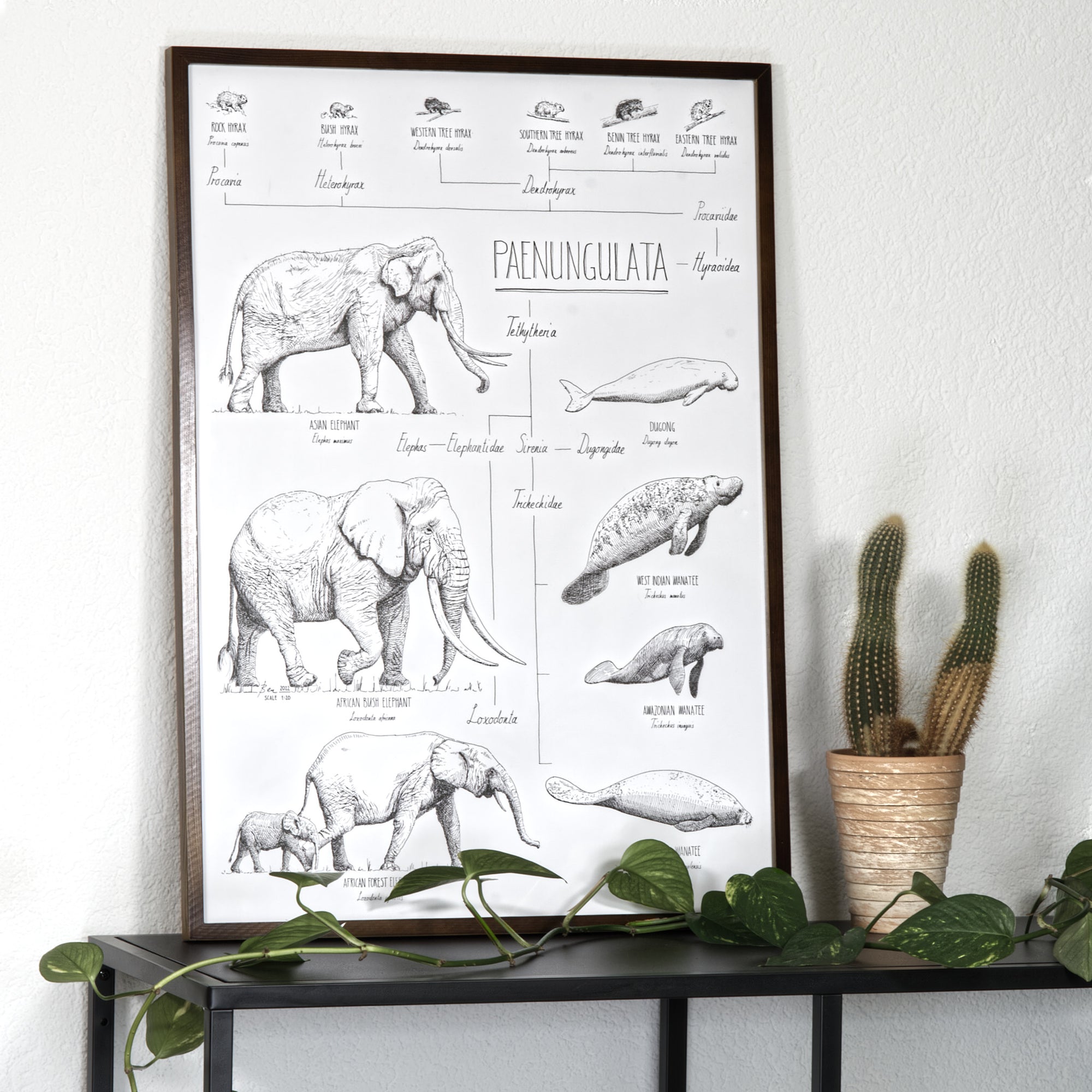 Modern, black and white poster (50x70cm / 20x28“) of Paenungulata, Elephants, Sirens and Hyraxes. Scientific names and classification. Quality print of hand drawn animals. Dark wooden frame.