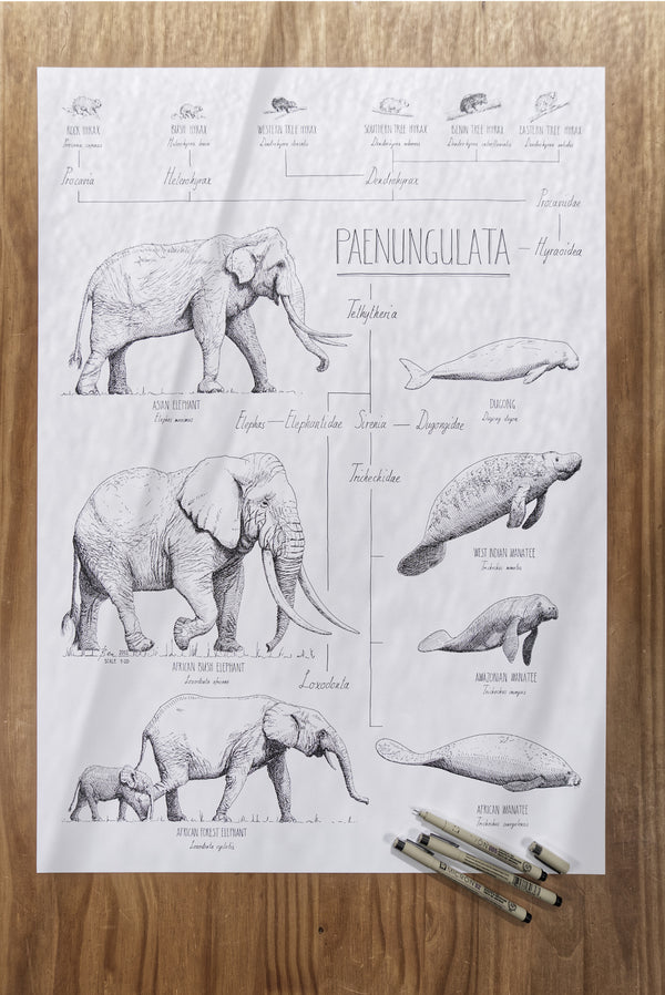Modern, black and white poster (50x70cm / 20x28“) of Paenungulata, Elephants, Sirens and Hyraxes. Scientific names and classification. Quality print of hand drawn animals. Product in workshop.
