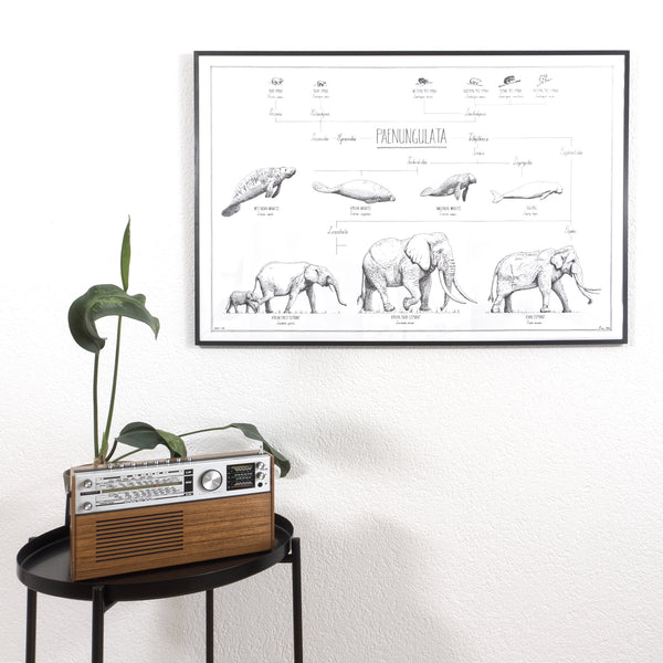 Modern, black and white poster (90x60cm / 36x24“) of Paenungulata, Elephants, Sirens and Hyraxes. Scientific names and classification. Quality print of hand drawn animals. Black wooden frame.